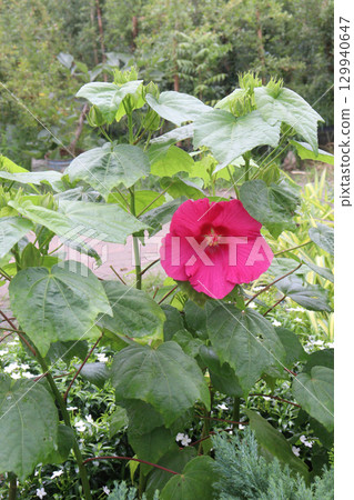 hibiscus tiliaceus flower plant on farm 129940647