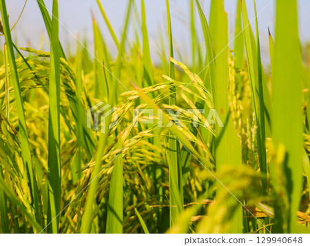 Growth rice fields ready for harvest in Agriculture asia Growth rice fields ready for harvest in Agriculture asia 129940648