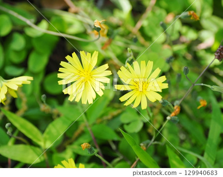 土生土長的尼加那 土生土長的尼加那 129940683