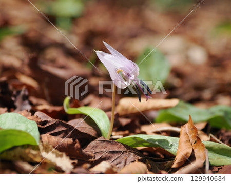 帶狗牙紫羅蘭花的風景 帶狗牙紫羅蘭花的風景 129940684