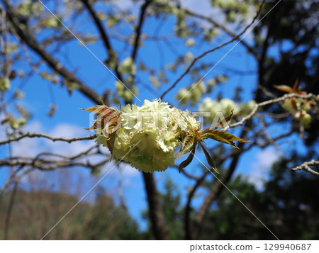 Landscape with Goiyo 129940687