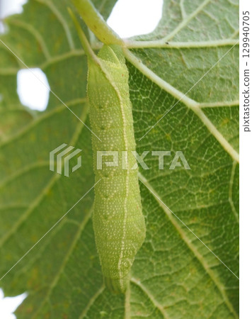 A plump caterpillar eating grape leaves (20250818170553) A plump caterpillar eating grape leaves (20250818170553) 129940705