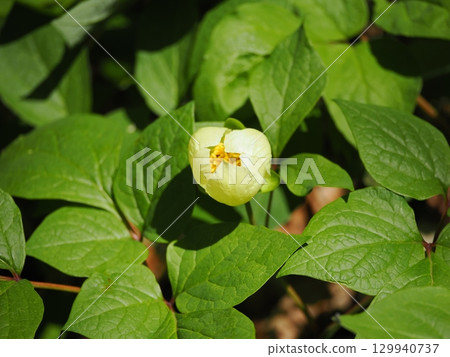 牡丹風景 牡丹風景 129940737