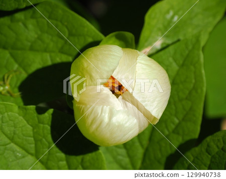 牡丹風景 牡丹風景 129940738