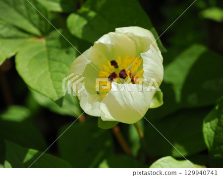 牡丹風景 129940741