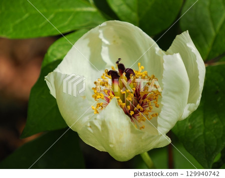 Scenery with Peonies 129940742