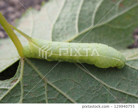 一隻肥胖的毛毛蟲正在吃葡萄葉（20250818170853） 129940755
