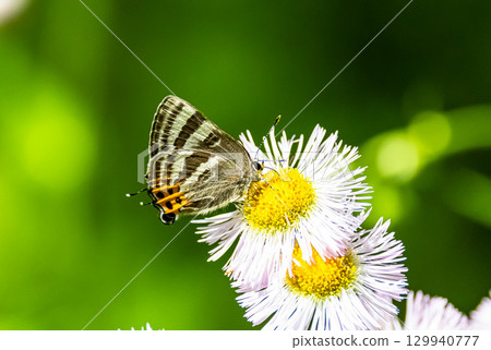 A tiger hairtail resting on a dandelion flower A tiger hairtail resting on a dandelion flower 129940777
