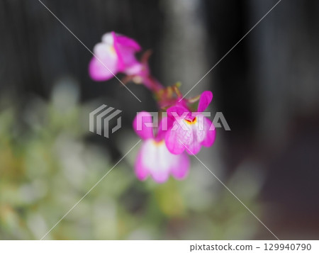 風景與金魚草 129940790