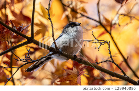 A long-tailed tit perched on a branch with autumn leaves in the background 129940886