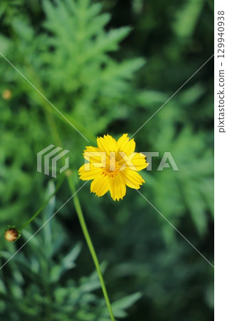 Yellow flower 129940938
