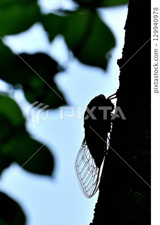 蟬陷入一棵樹 129940978