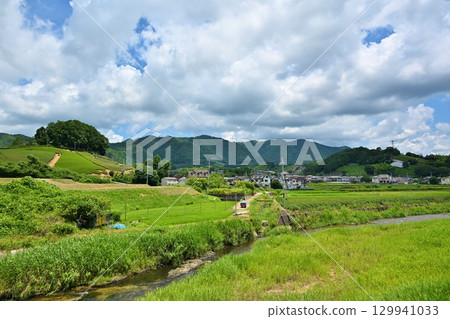 京都夏季的和束茶田 京都夏季的和束茶田 129941033