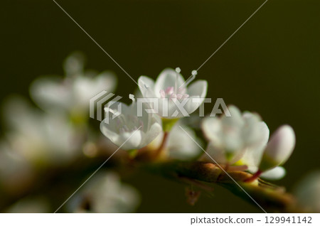 Shirobana Sakura Tade on the Yasuragi Embankment of the Shinano River 129941142