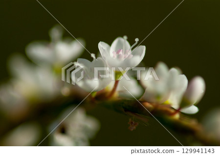 Shirobana Sakura Tade on the Yasuragi Embankment of the Shinano River 129941143