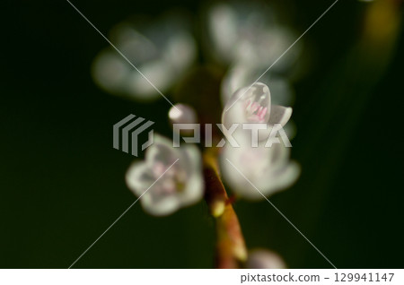 Shirobana Sakura Tade on the Yasuragi Embankment of the Shinano River 129941147