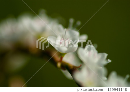Shirobana Sakura Tade on the Yasuragi Embankment of the Shinano River Shirobana Sakura Tade on the Yasuragi Embankment of the Shinano River 129941148