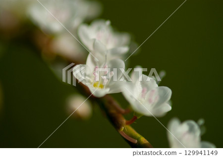 Shirobana Sakura Tade on the Yasuragi Embankment of the Shinano River 129941149