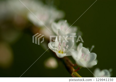Shirobana Sakura Tade on the Yasuragi Embankment of the Shinano River 129941150
