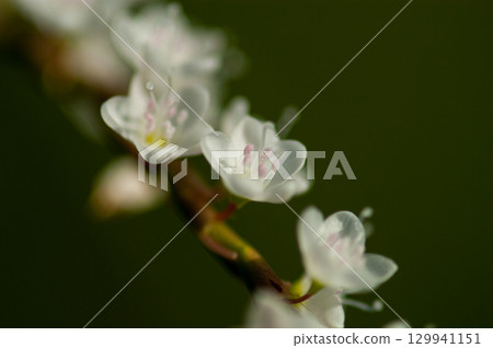 Shirobana Sakura Tade on the Yasuragi Embankment of the Shinano River 129941151