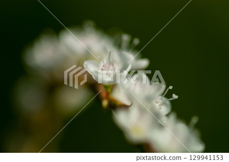 Shirobana Sakura Tade on the Yasuragi Embankment of the Shinano River 129941153
