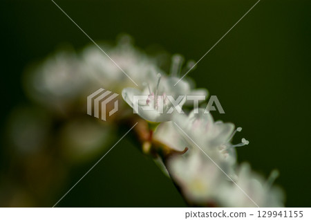 Shirobana Sakura Tade on the Yasuragi Embankment of the Shinano River 129941155
