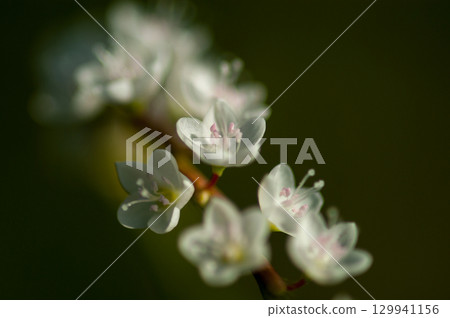 Shirobana Sakura Tade on the Yasuragi Embankment of the Shinano River 129941156
