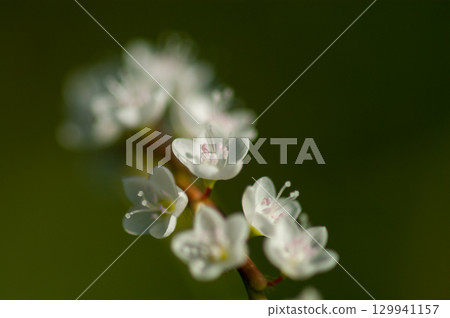 Shirobana Sakura Tade on the Yasuragi Embankment of the Shinano River 129941157
