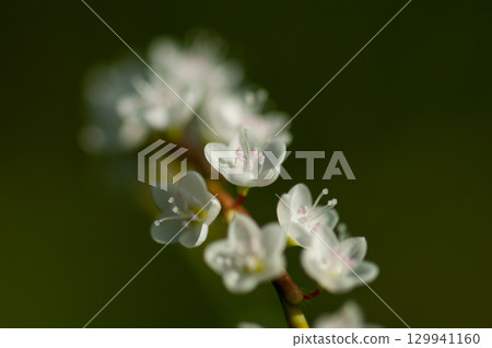 Shirobana Sakura Tade on the Yasuragi Embankment of the Shinano River 129941160