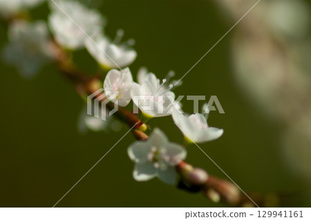 Shirobana Sakura Tade on the Yasuragi Embankment of the Shinano River 129941161