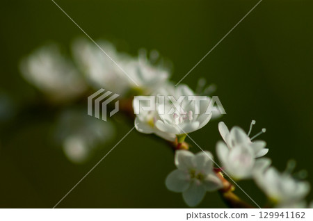 Shirobana Sakura Tade on the Yasuragi Embankment of the Shinano River 129941162