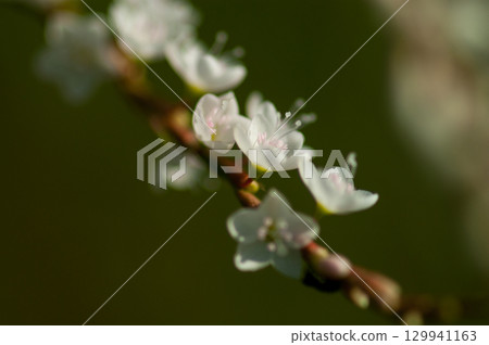 信濃川安良木堤上的白花櫻花館 信濃川安良木堤上的白花櫻花館 129941163