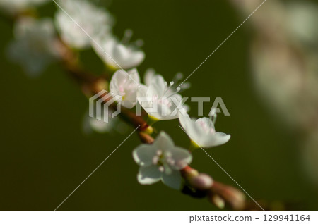 信濃川安良木堤上的白花櫻花館 信濃川安良木堤上的白花櫻花館 129941164