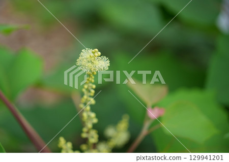 Flower of red-bean tree Flower of red-bean tree 129941201