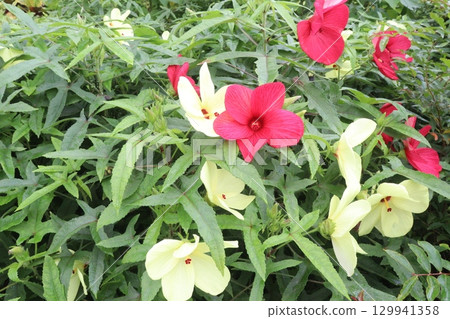 swamp rose mallow flower plant on farm 129941358