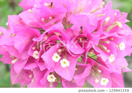 Bougainvillea flower stock on tree with thorn Bougainvillea flower stock on tree with thorn 129941359