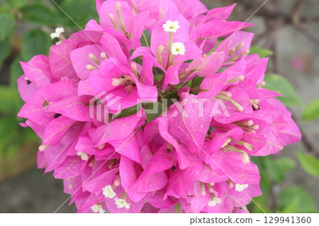 Bougainvillea flower stock on tree with thorn Bougainvillea flower stock on tree with thorn 129941360