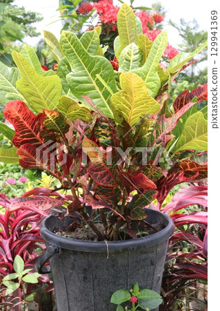 Garden croton tree plant on farm 129941369
