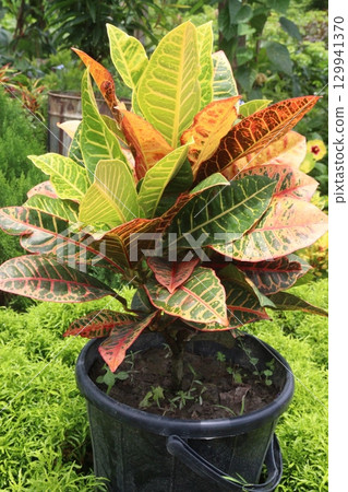 Garden croton tree plant on farm 129941370