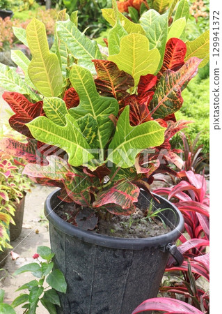 Garden croton tree plant on farm Garden croton tree plant on farm 129941372
