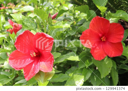 Shoeblackplant flower plant on nursery Shoeblackplant flower plant on nursery 129941374