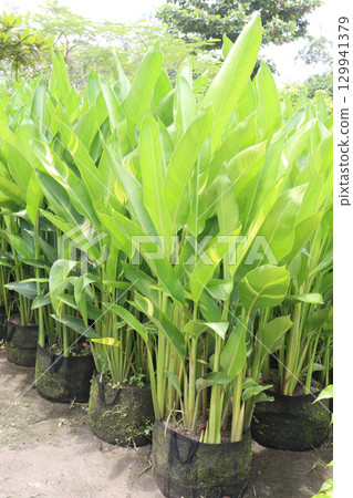 Heliconia rostrata flower plant on nursery Heliconia rostrata flower plant on nursery 129941379