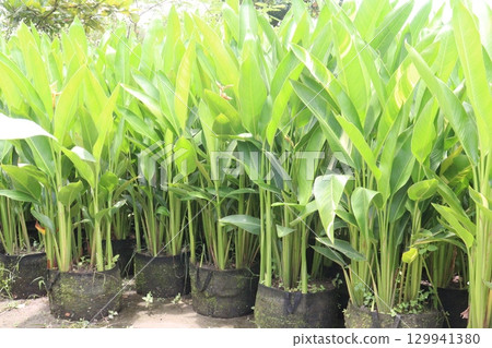 Heliconia rostrata flower plant on nursery 129941380