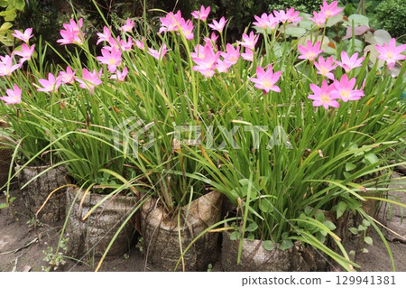 Pink Colored Autumn zephyrlily plant on farm 129941381