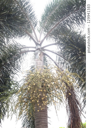 Dypsis decaryi tree on bag in farm 129941383