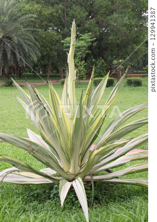 mauritius hemp leaf plant on pot in farm mauritius hemp leaf plant on pot in farm 129941387