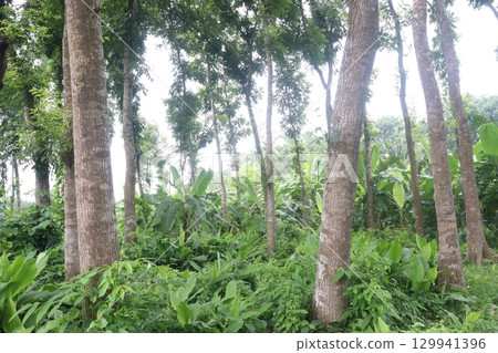 Swietenia mahagoni tree plant on farm 129941396