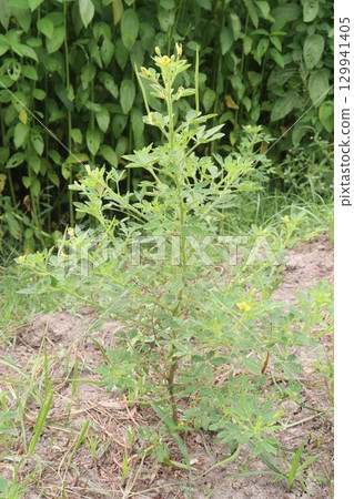 cleome rutidosperma leaf plant on farm 129941405