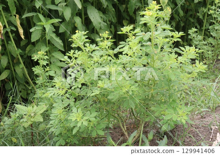 cleome rutidosperma leaf plant on farm 129941406