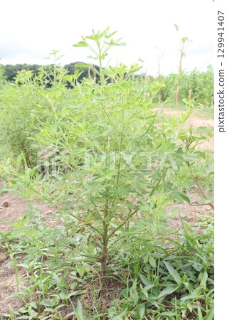 cleome rutidosperma leaf plant on farm 129941407